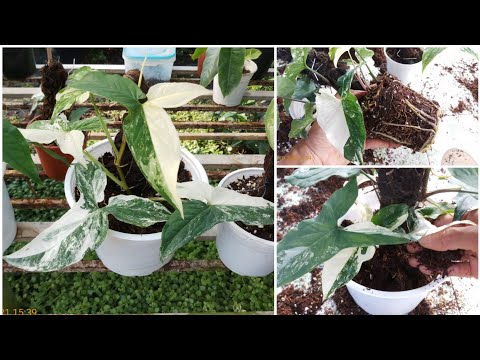 Video: Cách Trồng Podophyllum