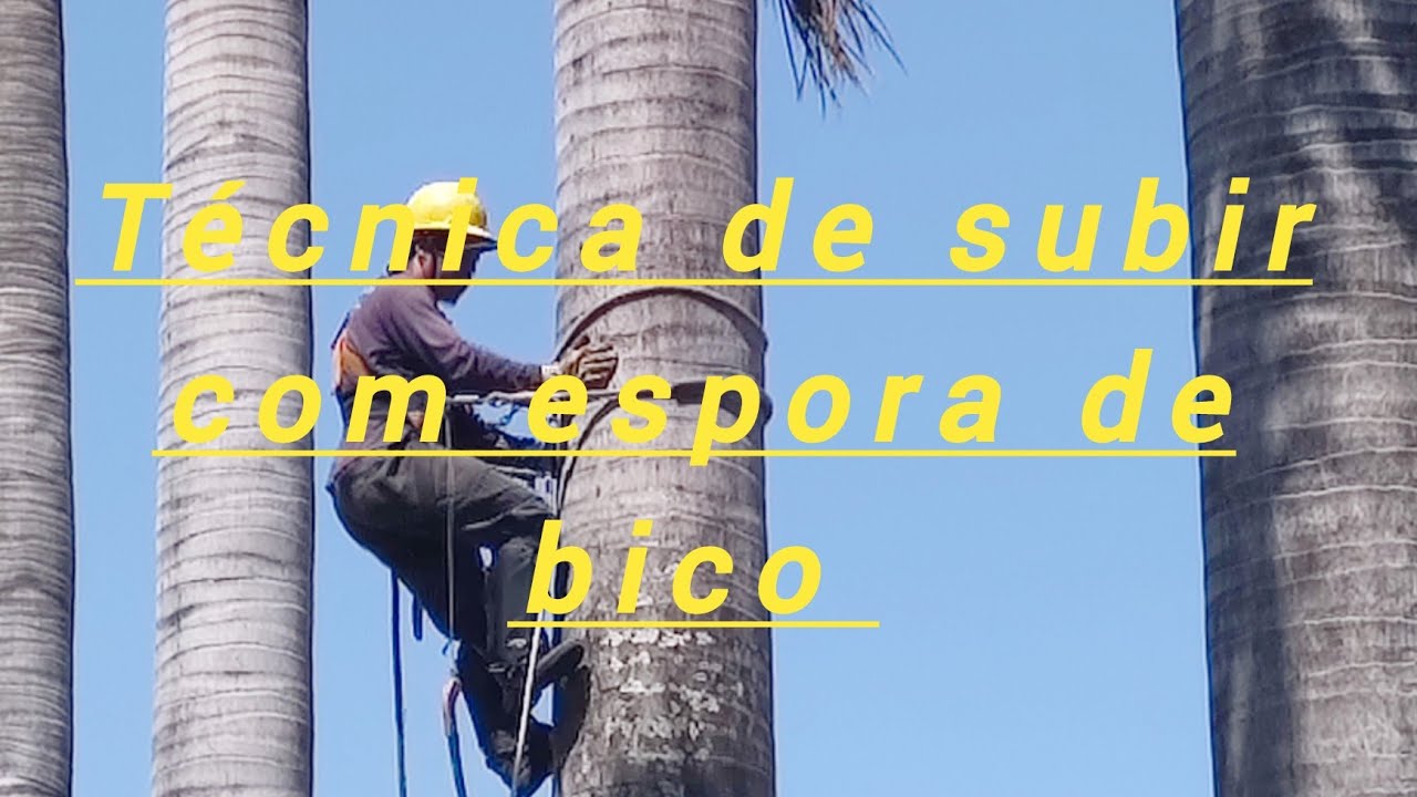Técnica de subir com espora de bico e podar palmeira imperial.