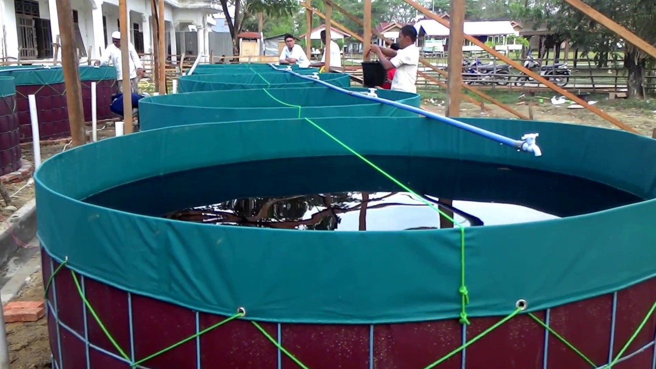 Untung 100%++ Low Budget. TEKNIK DASAR BUDIDAYA IKAN LELE KOLAM BULAT