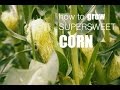 How to grow loads of corn