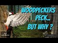 Why do woodpeckers peck on trees