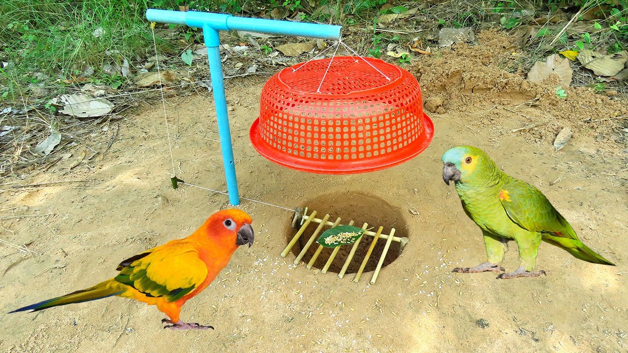 Build Underground Parrot Trap Using PVC With a basket_ Easy Bird Trap Working 100%.