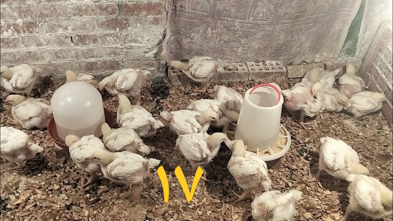 اعشاب لزياده الوزن ومضاد حيوي ووقايه من الاسهالات# اتعامل مع الفراخ ازاي#البط المسكوفي#لازم فيدروب