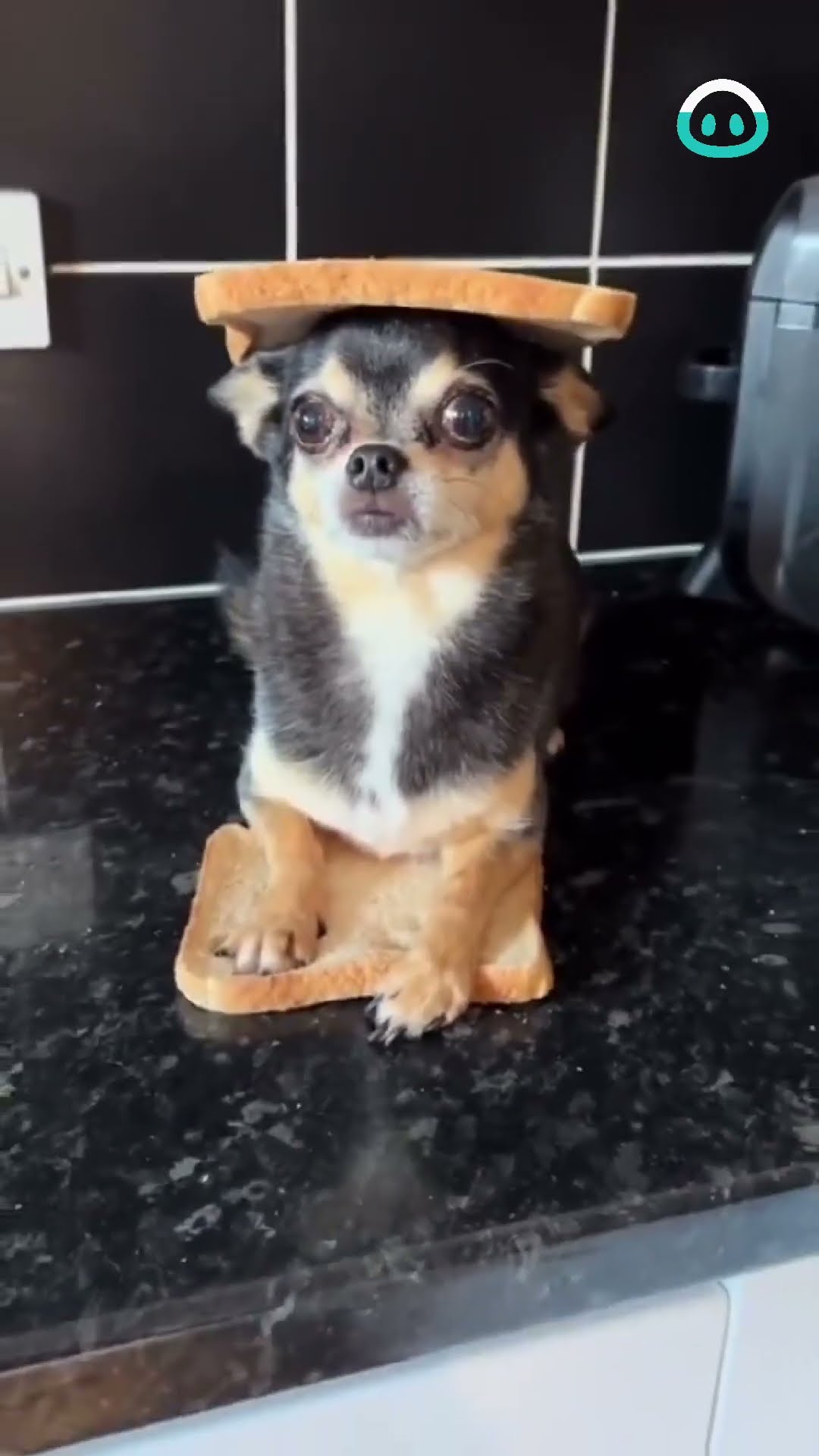 Adorable Chihuahua Sandwich Combo || ViralHog