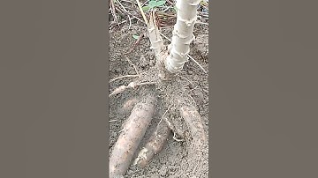 Pupuk Dasar Tanaman Singkong Kohe Murni#shorts #bertani #singkong #farming #dharmayasaberkarya