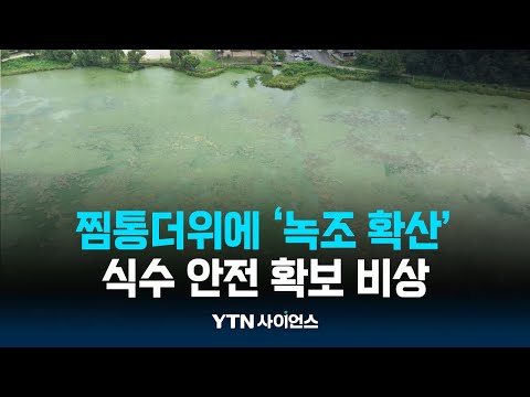 &amp;#39;수도권 최대 상수원&amp;#39; 뒤덮은 <strong>녹조</strong>...폭염에 악화 | 과학뉴스 24.08.21