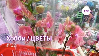 172#132 / Хобби Цветы / 06.2019 - АШАН (ХИМКИ). ОБЗОР