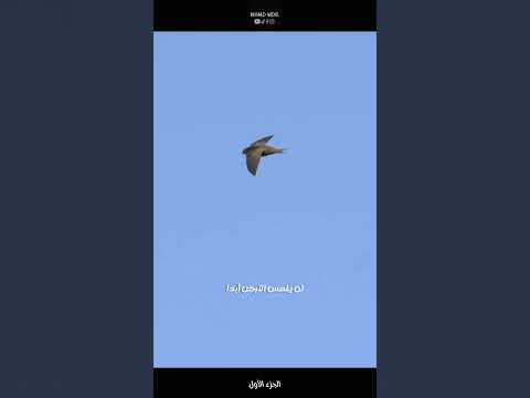 الطائر الذي لايلمس الأرض السمامة 