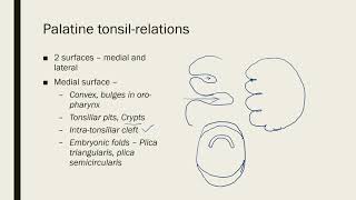 Palatine Tonsil Palatine Tonsils Head Neck Anatomy Agam Webinars