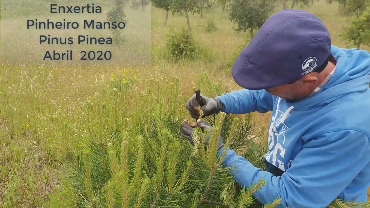 Enxertia de Pinheiro Manso (Pinus Pinea) 2020