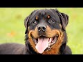 Funny Rottweiler Compilation NEW