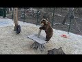 Мебель для дома медведя Мансура🐻🤗