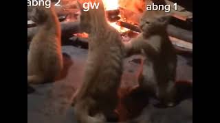 Gak Ada Abis Ny Berantem Trs Ama Abg