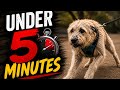 How To Stop Your Dog Pulling On The Lead