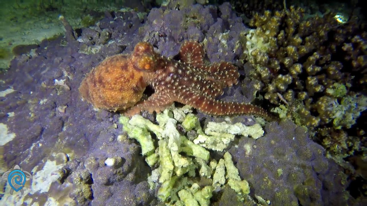 Freestyle Divers - Weekend Round-up 2&3/2/18