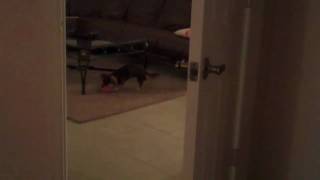 Bitches in the House. How to Get Your Dogs in their Cage