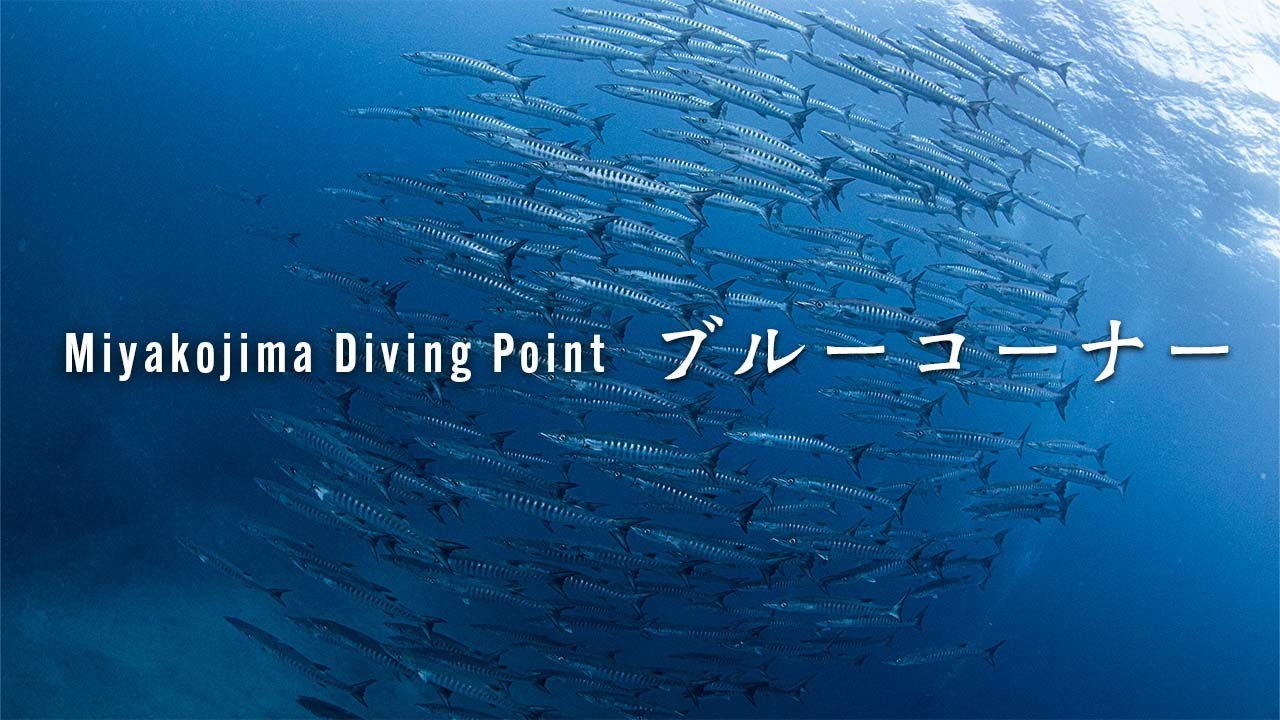 Blue Corner: Miyako Island's Ultimate Dive Spot! - Miyako island
