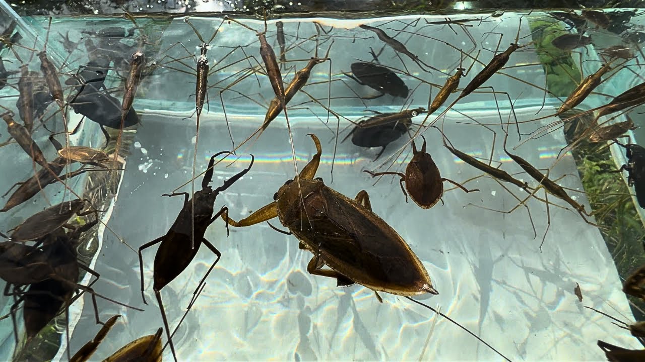 U字溝の先にあった楽園　【昆虫】