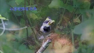 [탐조 출사] 노랑턱멧새 육추 동영상
