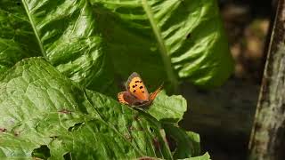 Small Copper (butterfly) - Dunfermline - Fife - 29/8/26