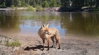 Ловля голавля в мае на Хопре. Село Губари. Покормили лисицу котлетками.