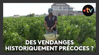 Des vendanges historiquement précoces pour le champagne