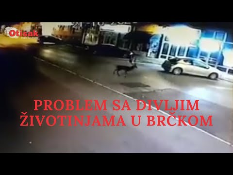 Video: Što je otisak sjene?