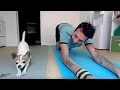 360 YOGA WITH CHIHUAHUA | Nic and Pancho