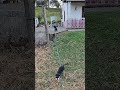 Peces y Perros