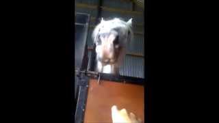 You Cant Touch Me Im An Arab