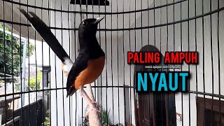 murai batu gacor AMPUH buat PANCINGAN murai batu agar bunyi JADIKAN burung murai gacor EMOSI