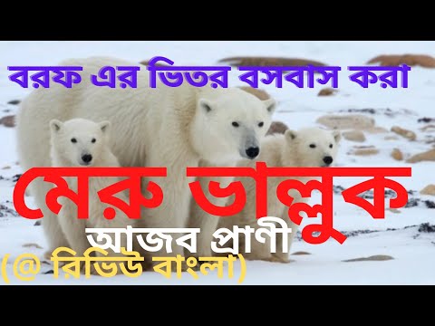 ভিডিও: ব্রাউন অ্যাটলাস ভালুক: বর্ণনা এবং বৈশিষ্ট্য