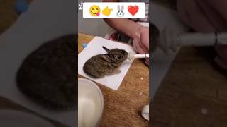 Как ест кролик ❓как ест заяц, how rabbit eats 🐰