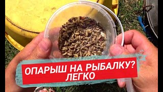 видео: ИНКУБАТОР ДЛЯ ОПАРЫША. ВЫРАЩИВАЕМ ДОМА. картинка: ИНКУБАТОР ДЛЯ ОПАРЫША. ВЫРАЩИВАЕМ ДОМА.