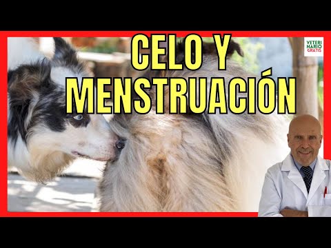 Celo en Perros: Guía Completa