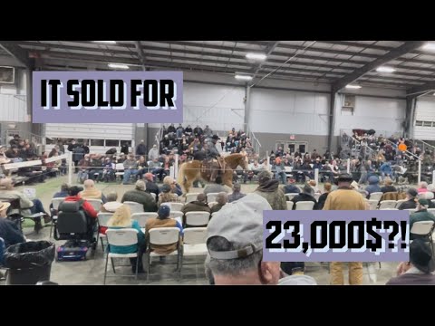 Day In The Life - Mount Hope Auction!