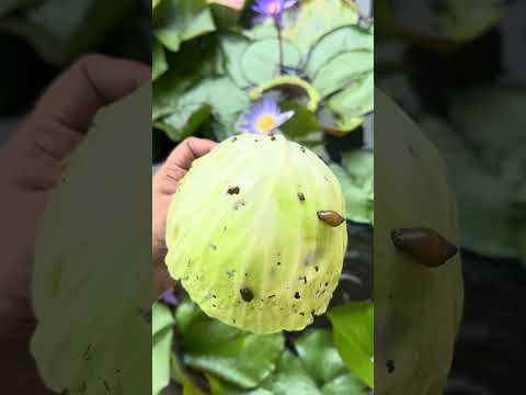 ക്യാബ്ബജ് പരീക്ഷിച്ചു