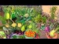 Biggest Harvesting Of Organic Winter Vegetables  From My Rooftop Vegetable Garden In 2021