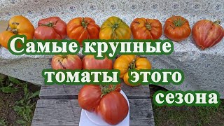 Самые крупные томаты этого сезона