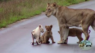 Latest Sighting Of The Birmingham Lion Prides New White Lion Cub