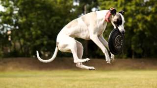 Elise Majesticanis whippet by Justyna Przepióra 906 views 8 years ago 3 minutes, 2 seconds