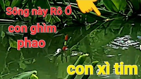 Câu Cá Rô đồng/ San địa phận Củ Chi đụng con Rạch lên toàn Rô già, giựt mà sướng tay.