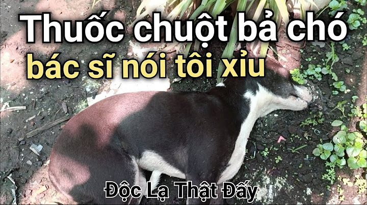 Chó bị ăn bã chó thì như thế nào năm 2024