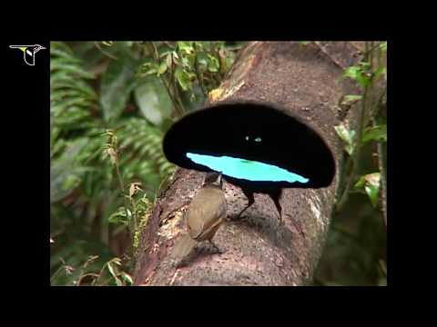 Birds-of-Paradise Project