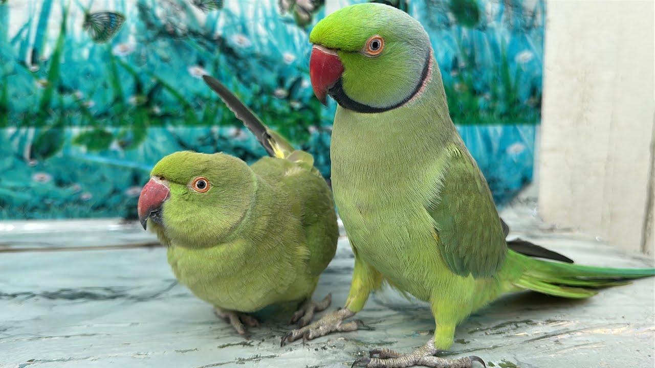 Ringneck Parrot Talking Mithu Mithu 