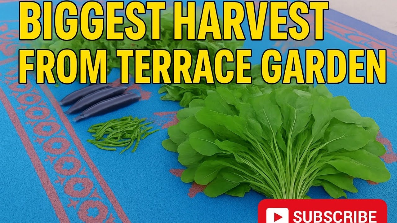 Sarson, Palak, Baingan & Hari Mirch Harvest 🌱  Terrace Garden ka Sabse Organic Saag 