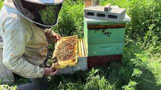 Checking a swarm hive for a new queen