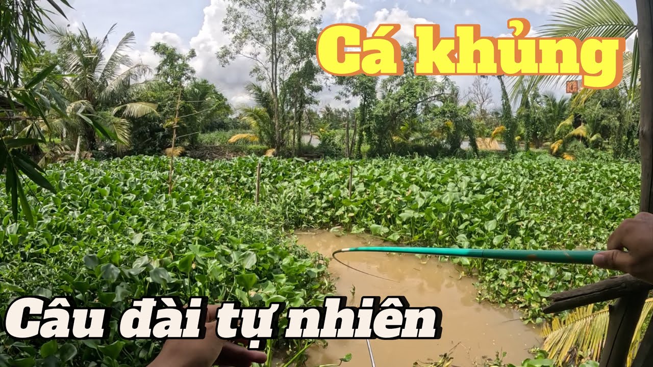Săn hàng câu đài tự nhiên, trãi nghiệm dịch vụ câu cá tự nhiên Kê Đức ở Cồn Khương