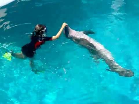 Winter the Dolphin Part 3 - YouTube