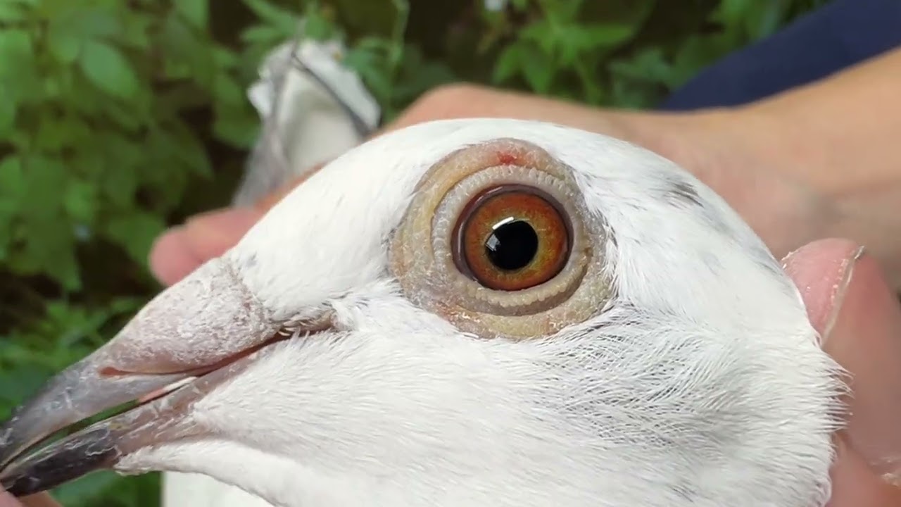 好鴿網nicepigeon 台灣賽鴿拍賣網站最佳首選!